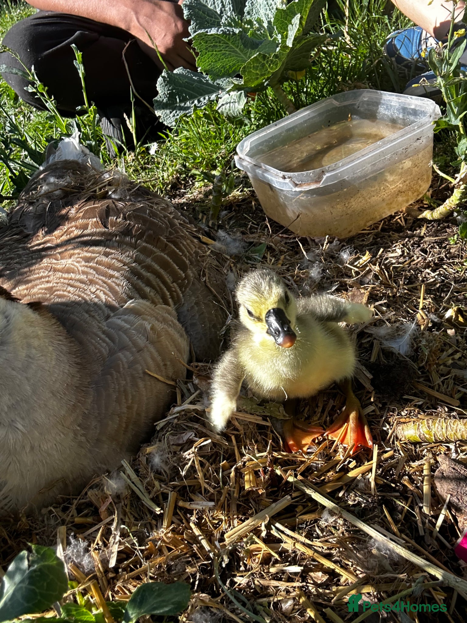 Geese poultry for sale: Chinese goslings  in Boston - Advert 4