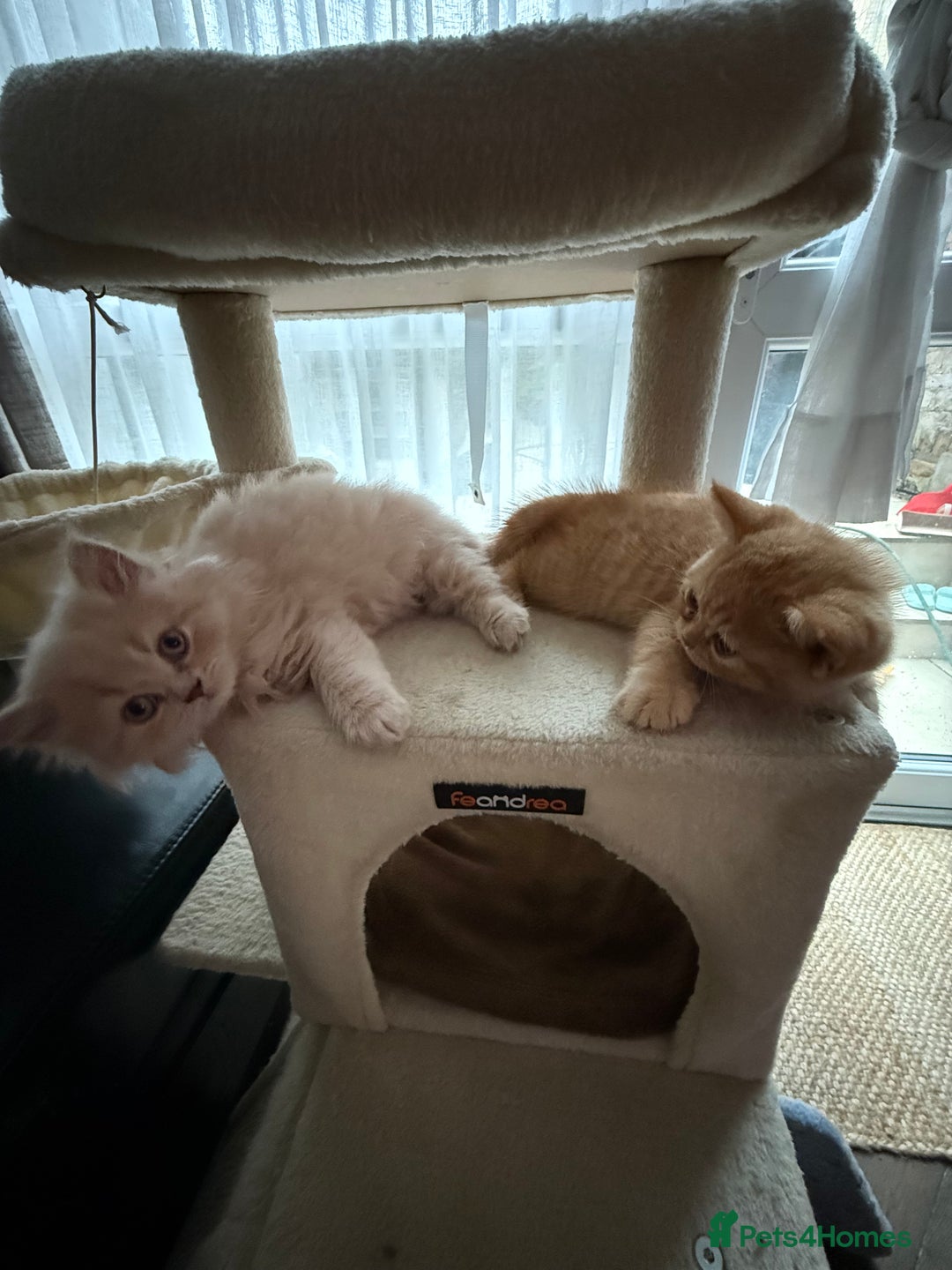 British Shorthair cats for sale: TICA REG BRITISH SHORTHAIR & LONGHAIR KITTENS - Image 5