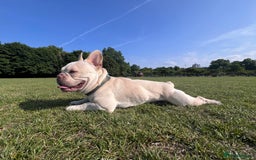 French Bulldog dogs for stud: Healthy platinum boy for Stud - Image 3