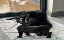 Mixed Breed dogs for sale: cano corso cross lilac british bulldog - Image 12