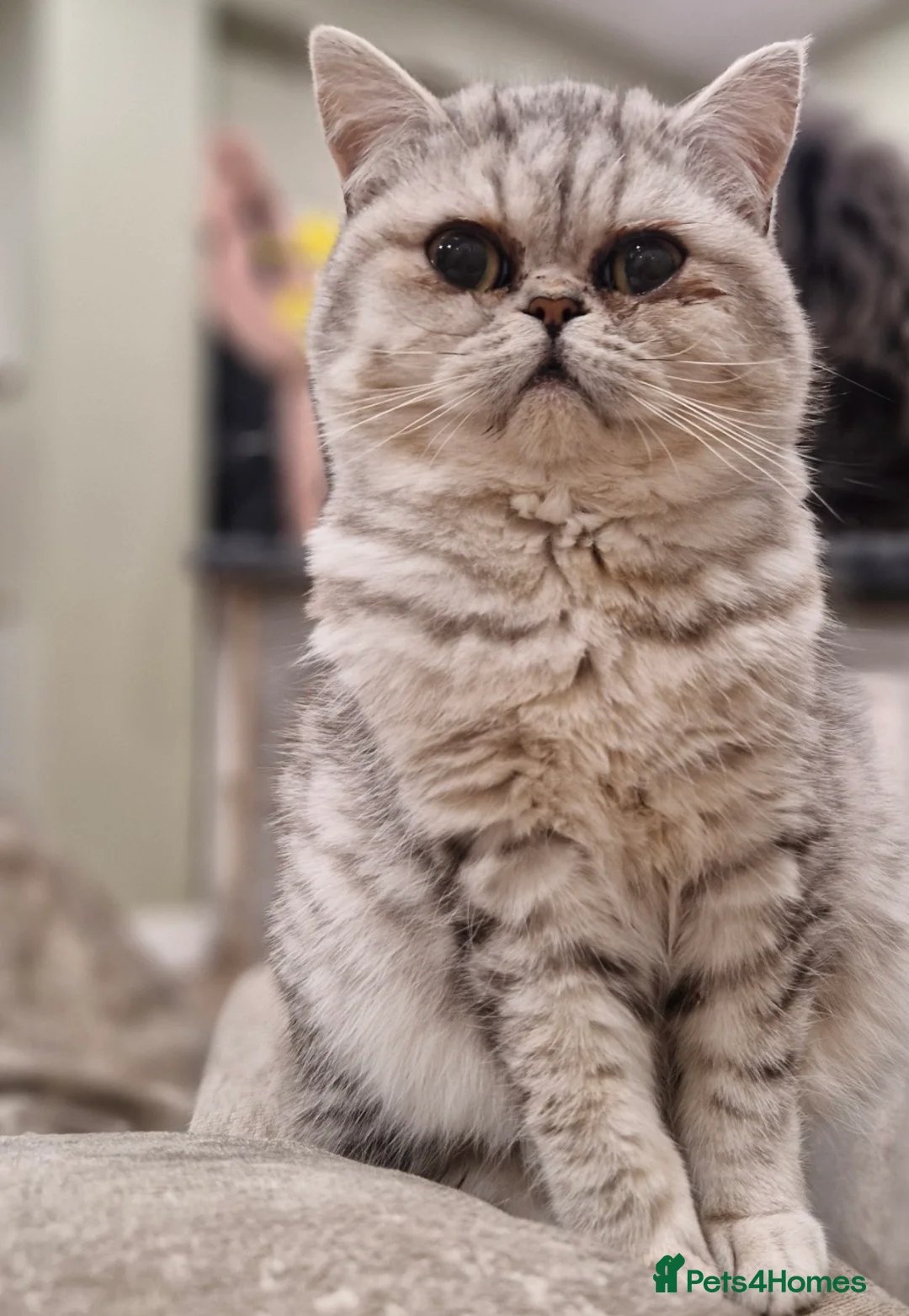 British Shorthair cats for sale: British shorthair  - Advert 2