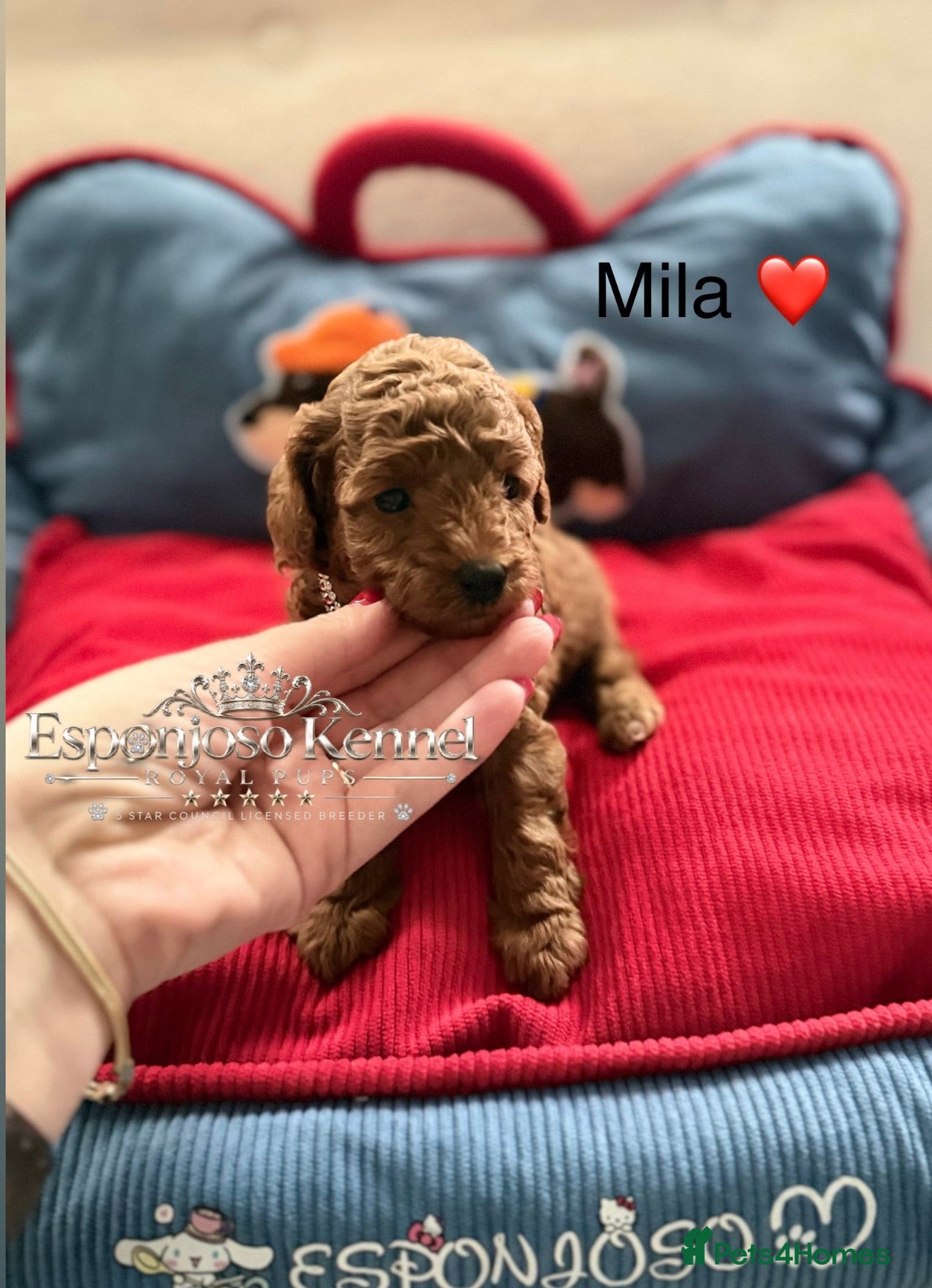Toy Poodle dogs 5⭐️licensed ESPONJOSO tiny Half Asian Toy Poodle👑 - Advert 11
