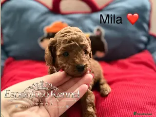 Toy Poodle dogs 5⭐️licensed ESPONJOSO tiny Half Asian Toy Poodle👑 - Advert 11