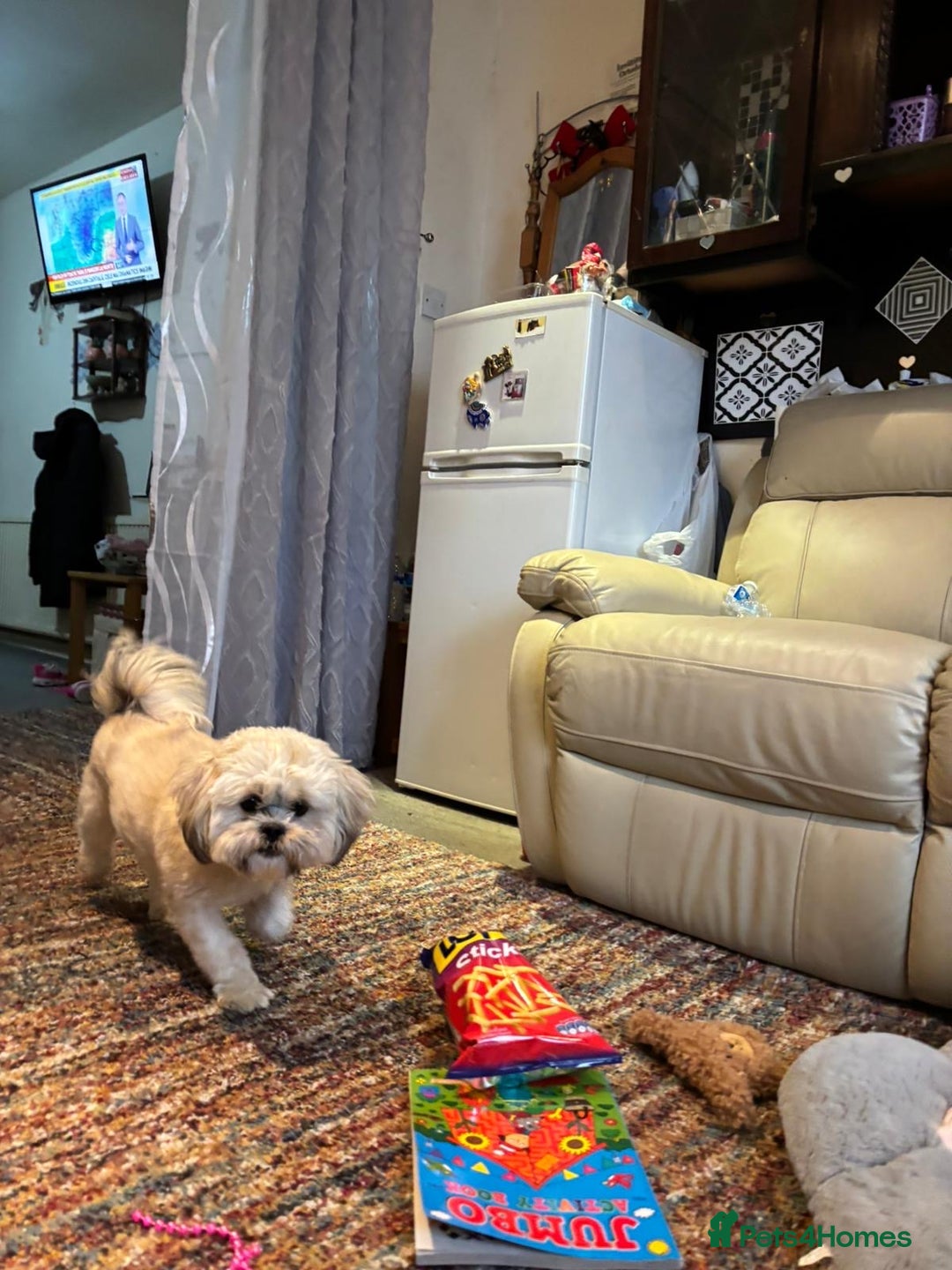 Shih Tzu dogs for sale: Shih tzu - Advert 3