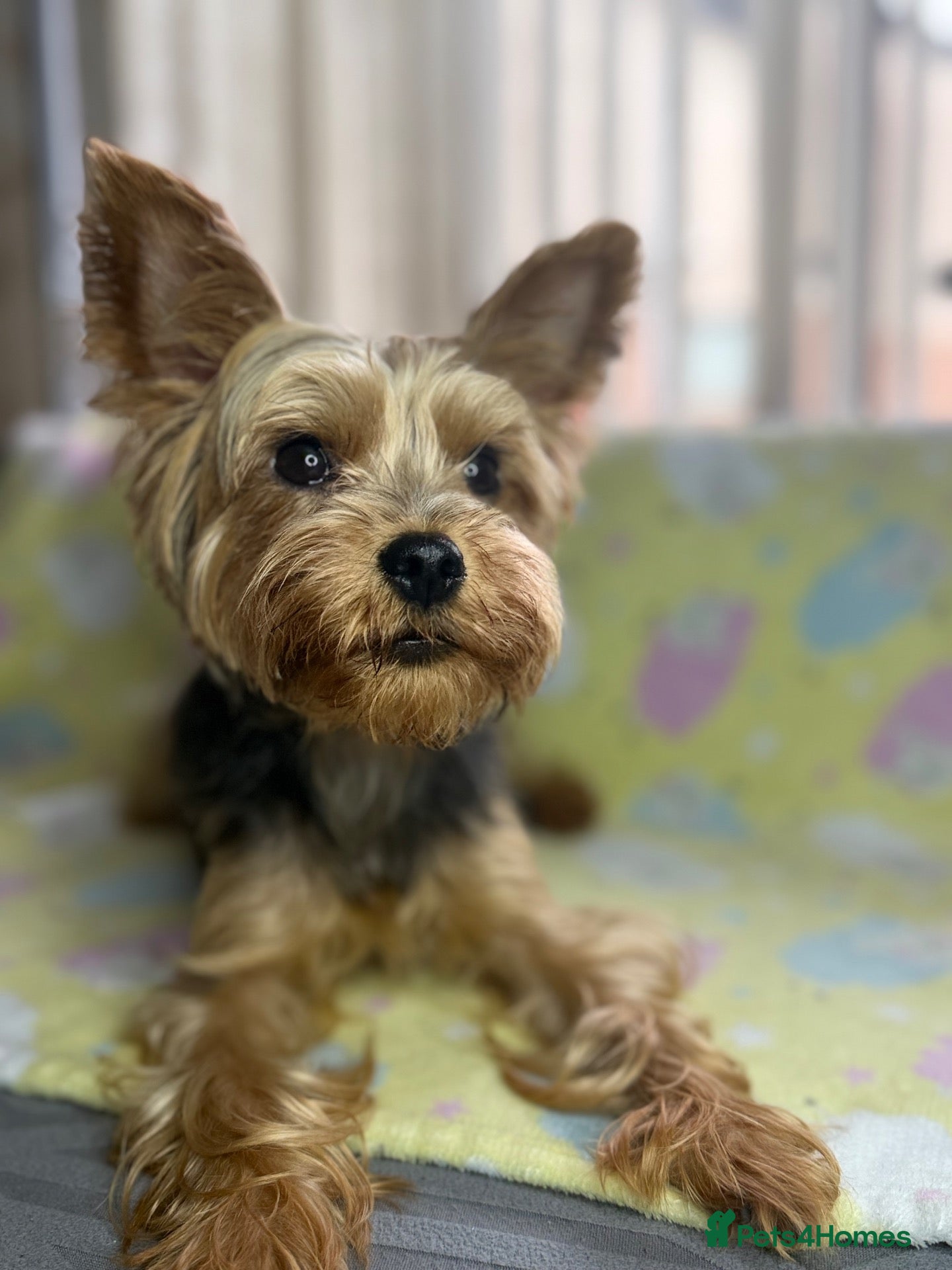 Yorkshire Terrier dogs Yorkshire Terrier Puppies for Sale - Advert 1