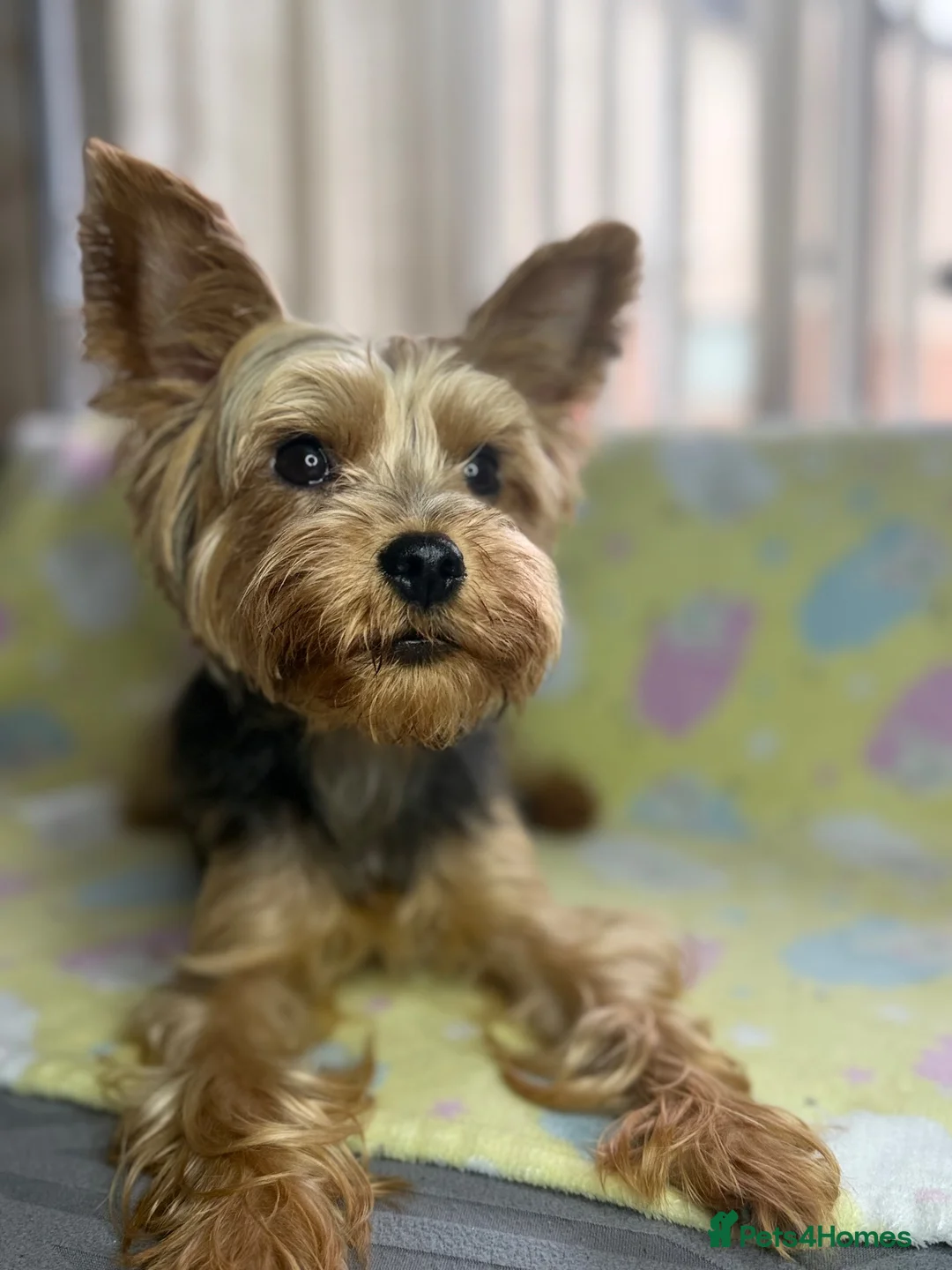 Yorkshire Terrier dogs for sale: Yorkshire Terrier Puppies for Sale - Advert 1