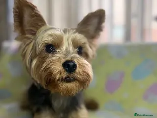 Yorkshire Terrier dogs Yorkshire Terrier Puppies for Sale - Advert 1