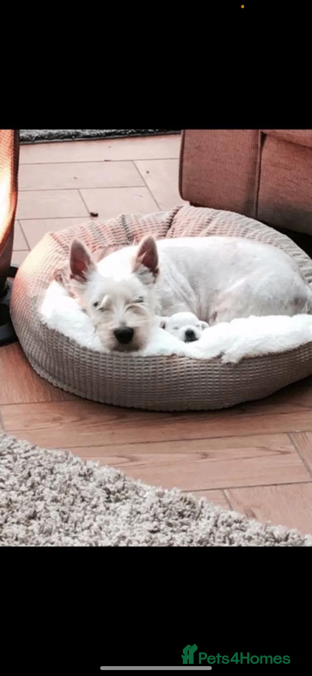 West Highland Terrier dogs for sale: Kc Westie pups  - Advert 5