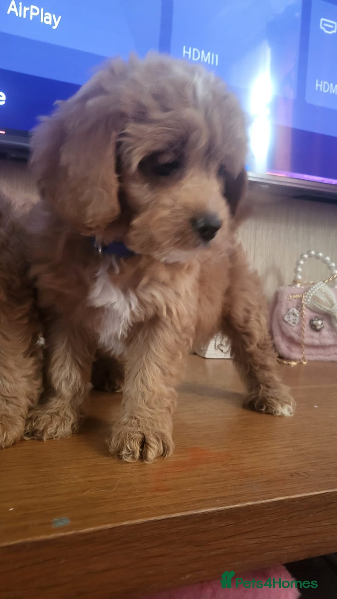 Cavapoo dogs for sale: Exquisite F1 Cavapoo Puppies - Advert 12