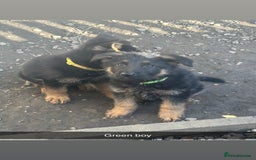 German Shepherd dogs for sale: Stunning blood line german shepherd puppy  - Image 7