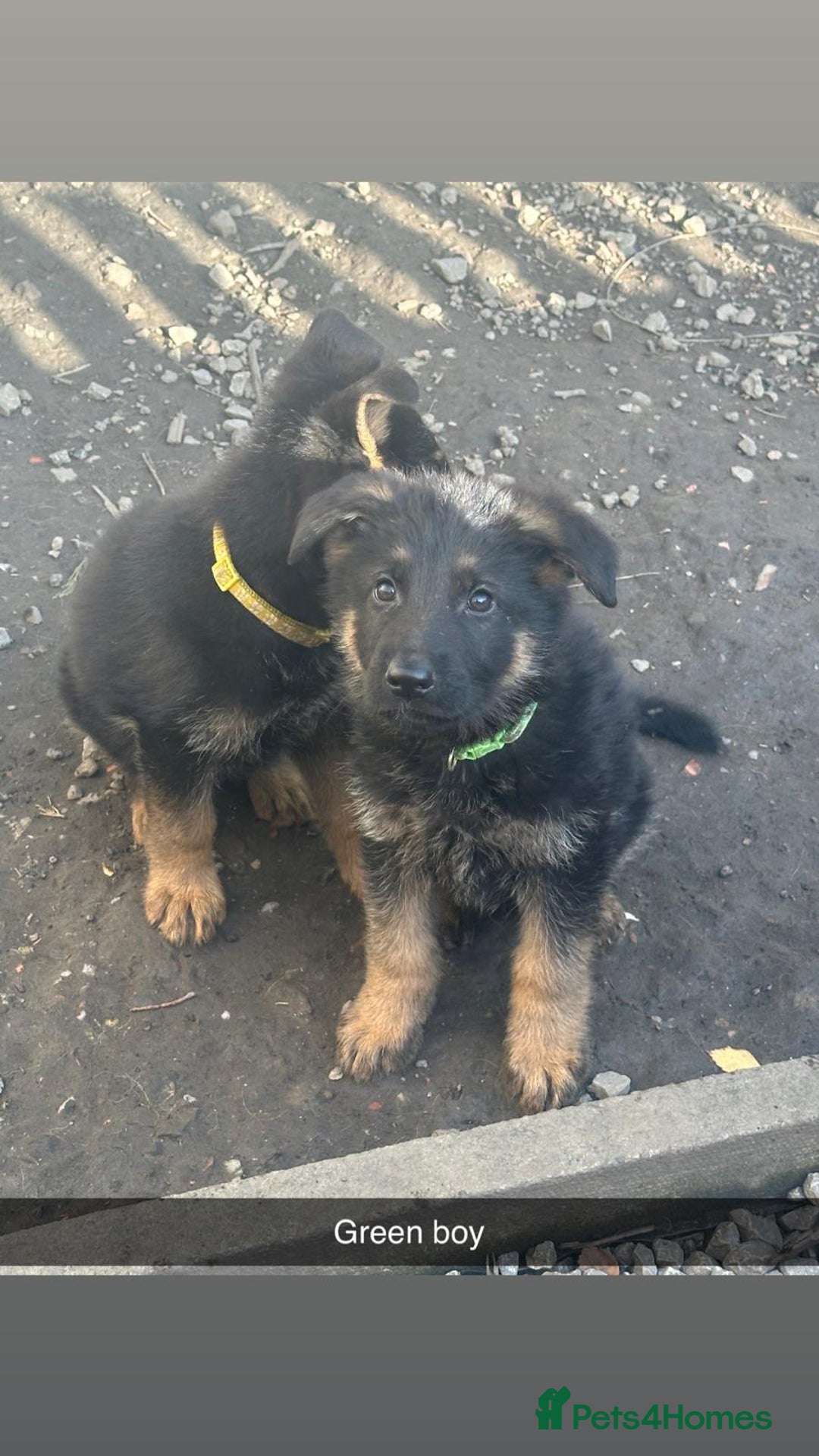 German Shepherd dogs for sale: Stunning blood line german shepherd puppy  - Image 7