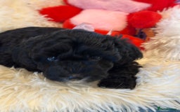 Poochon dogs for sale: Poochon puppies  - Image 31