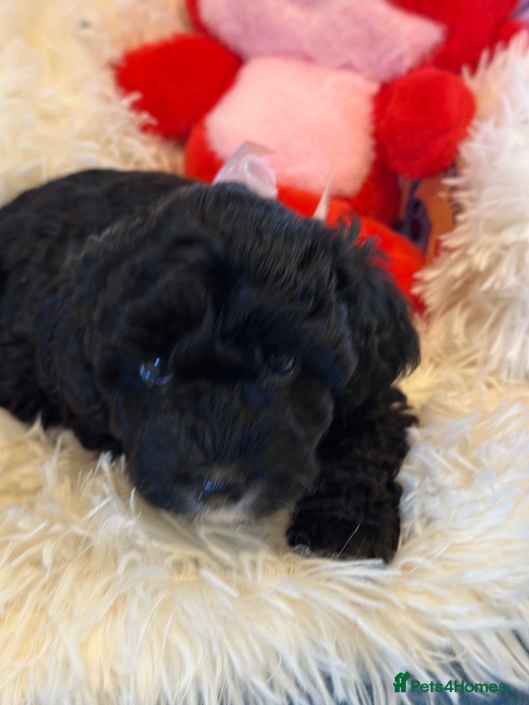 Poochon dogs for sale: Poochon puppies  - Image 31