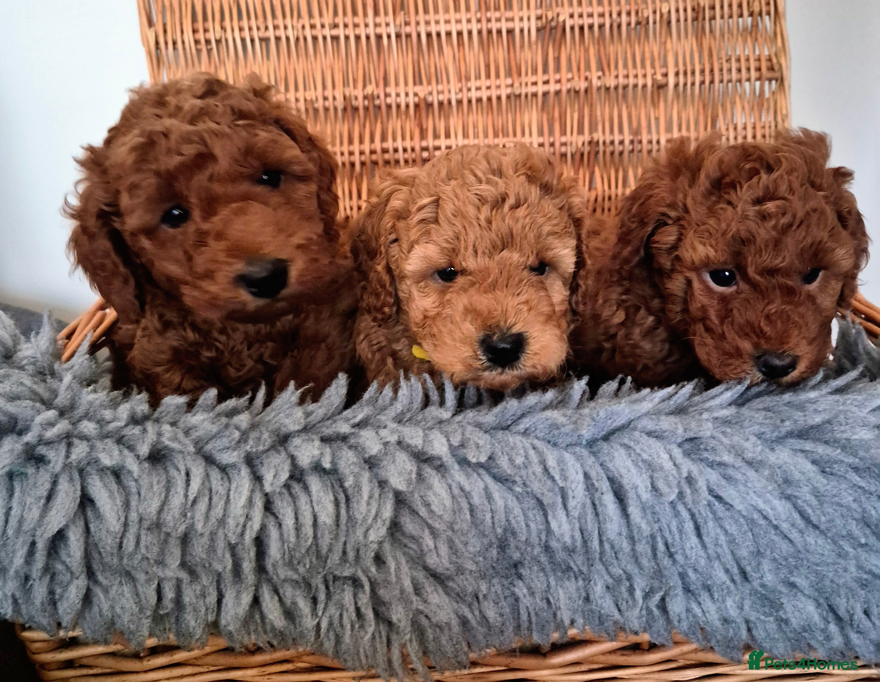 Miniature Poodle dogs GORGEOUS 💕Red Miniature Poodle Puppies  - Advert 5