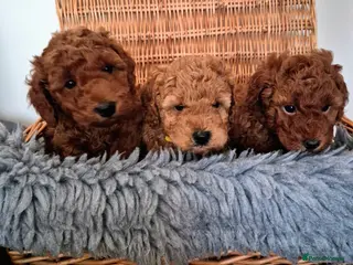 Miniature Poodle dogs GORGEOUS 💕Red Miniature Poodle Puppies - Advert 5