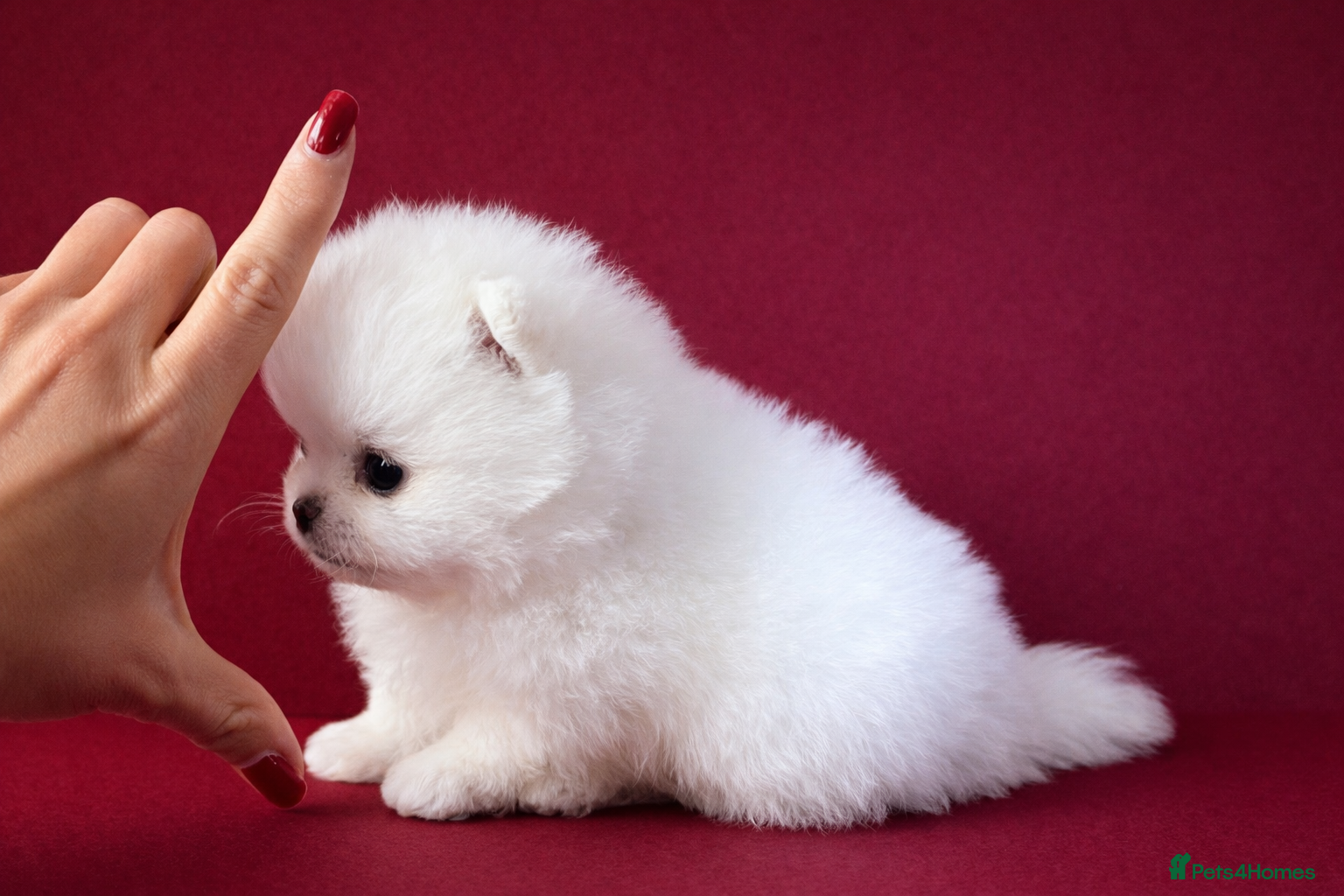 Pomeranian dogs KC Registered, Teddy bear face , tiny Pomeranians  - Advert 1