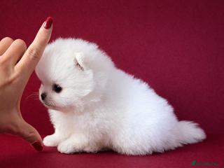 Pomeranian dogs KC Registered, Teddy bear face , tiny Pomeranians - Advert 13