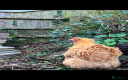 Chickens poultry for sale: Orpington chickens  - Image 7