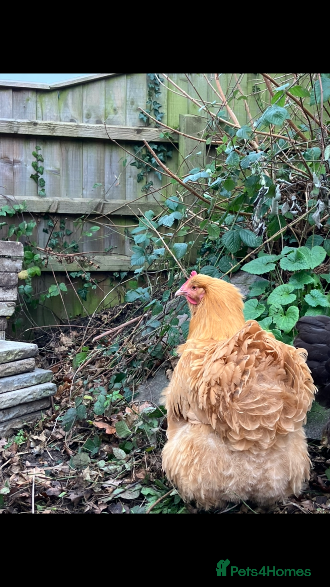 Chickens poultry for sale: Orpington chickens  - Image 7