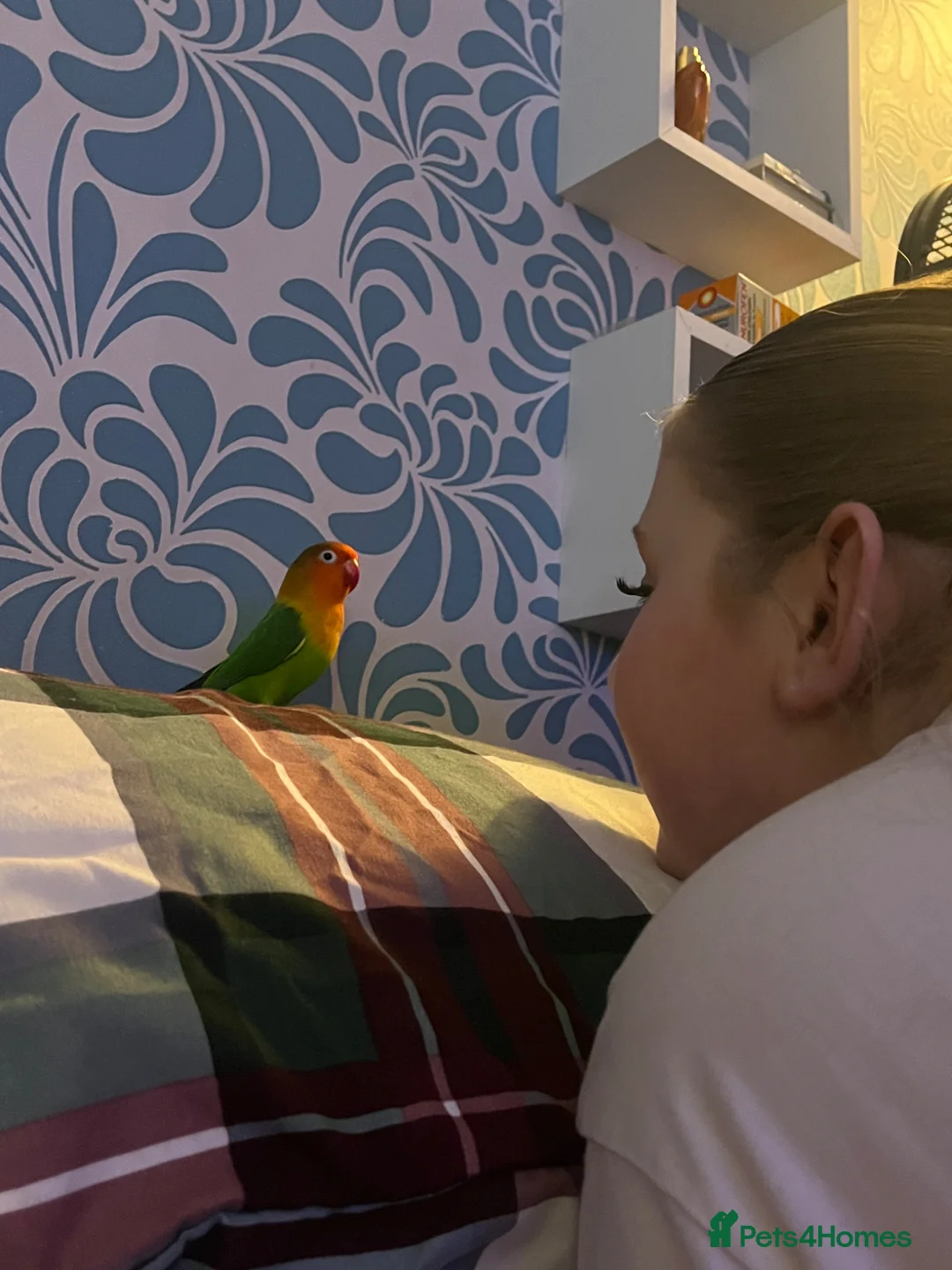 Lovebirds birds for sale: 2 Love lovebirds for sale!!  - Advert 2