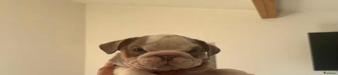 English Bulldog Puppy 3