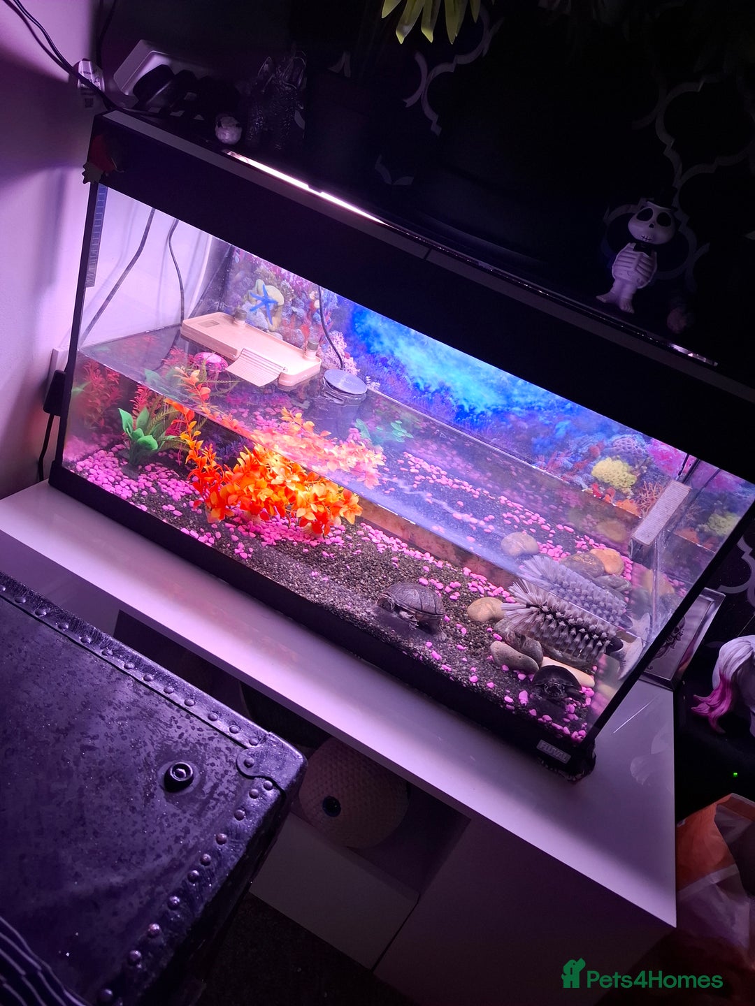 Terrapin reptiles for sale: 2 terrapins and full set up  - Image 5