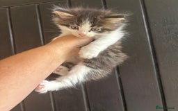 Maine Coon cats for sale: 2 female, 1 male ready for their forever home - Image 1
