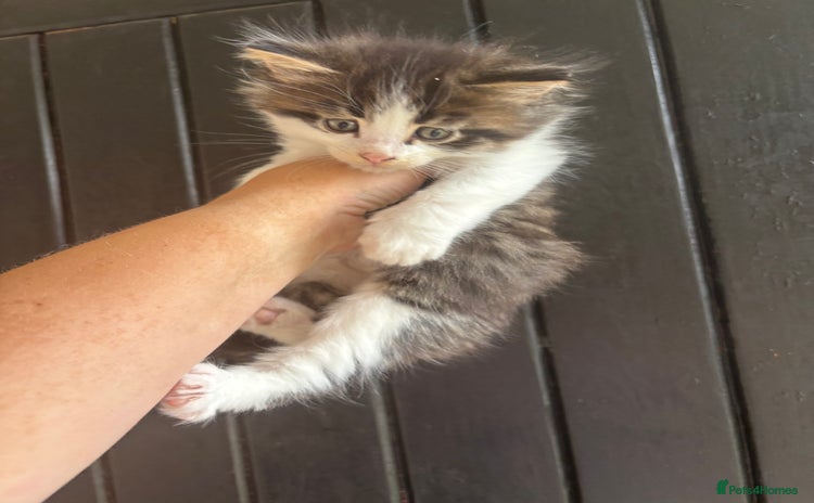 Maine Coon cats - Advert 12