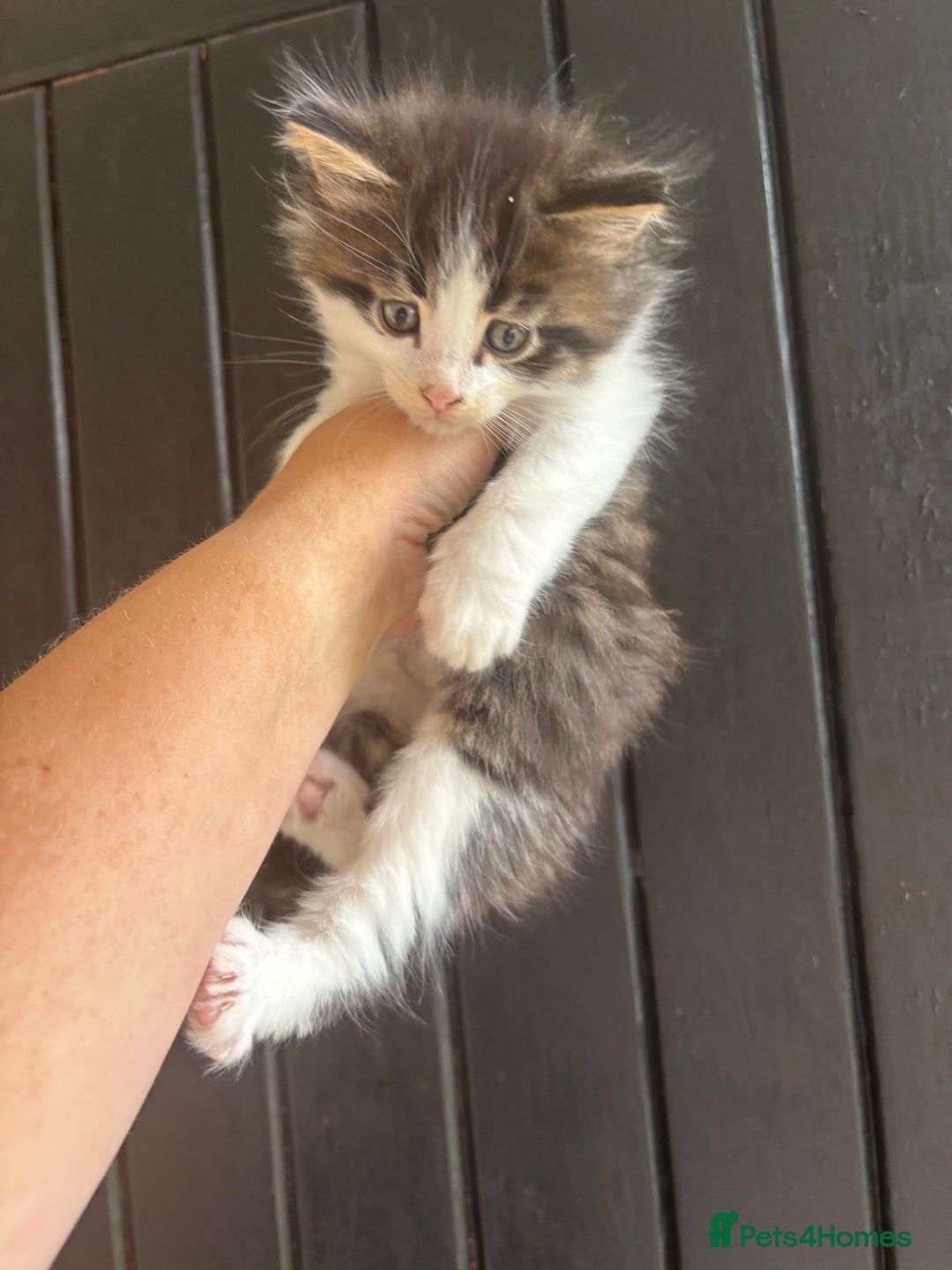 Maine Coon cats for sale: 2 female, 1 male ready for their forever home - Image 1