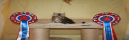 Maine Coon cats for sale: Gorgeous Maine Coon kittens from the Grand Cham - Advert 12