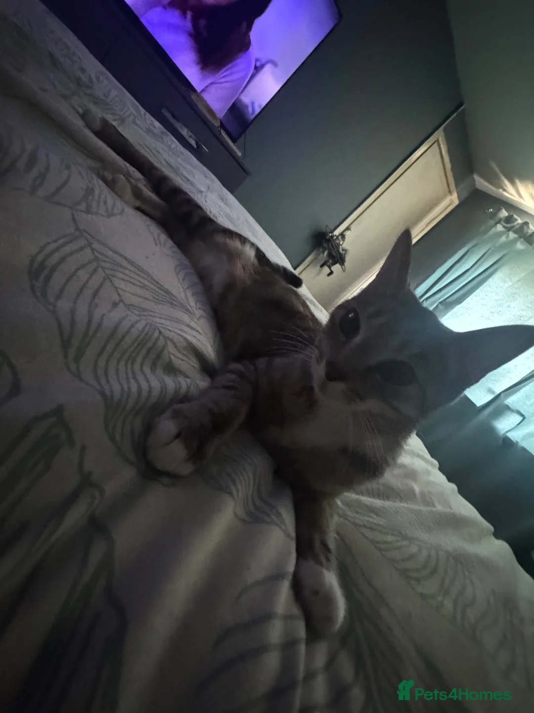 British Shorthair cats for sale: 2 female kittens ready to go to loving homes  in Southampton - Advert 1