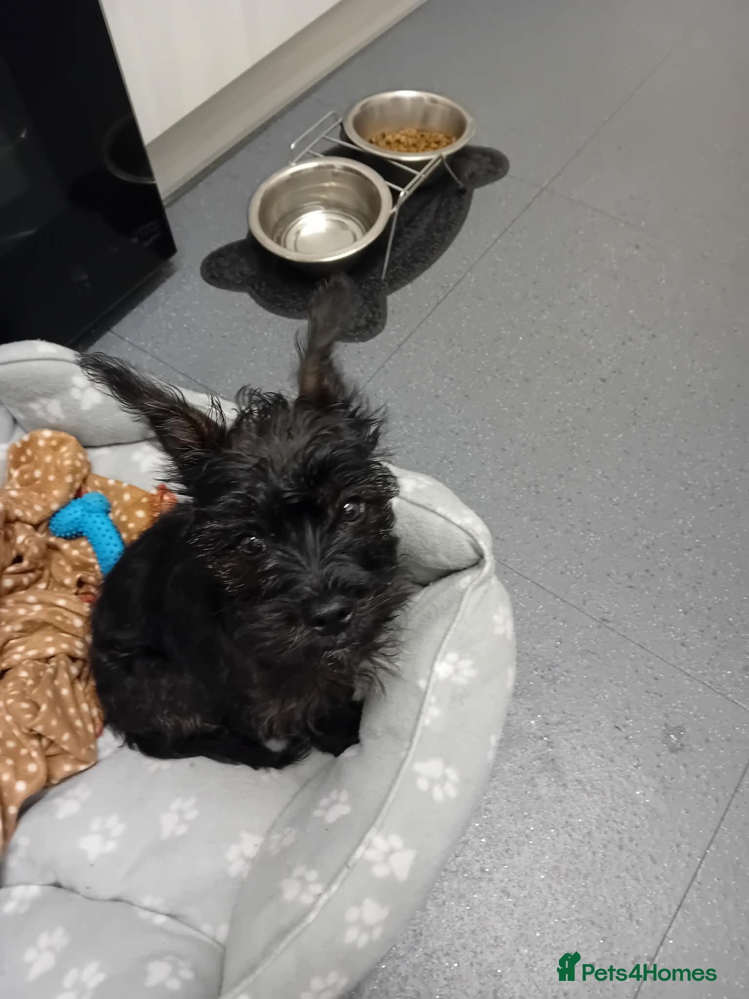 Mixed Breed dogs Frorkie pup for sale - Advert 1