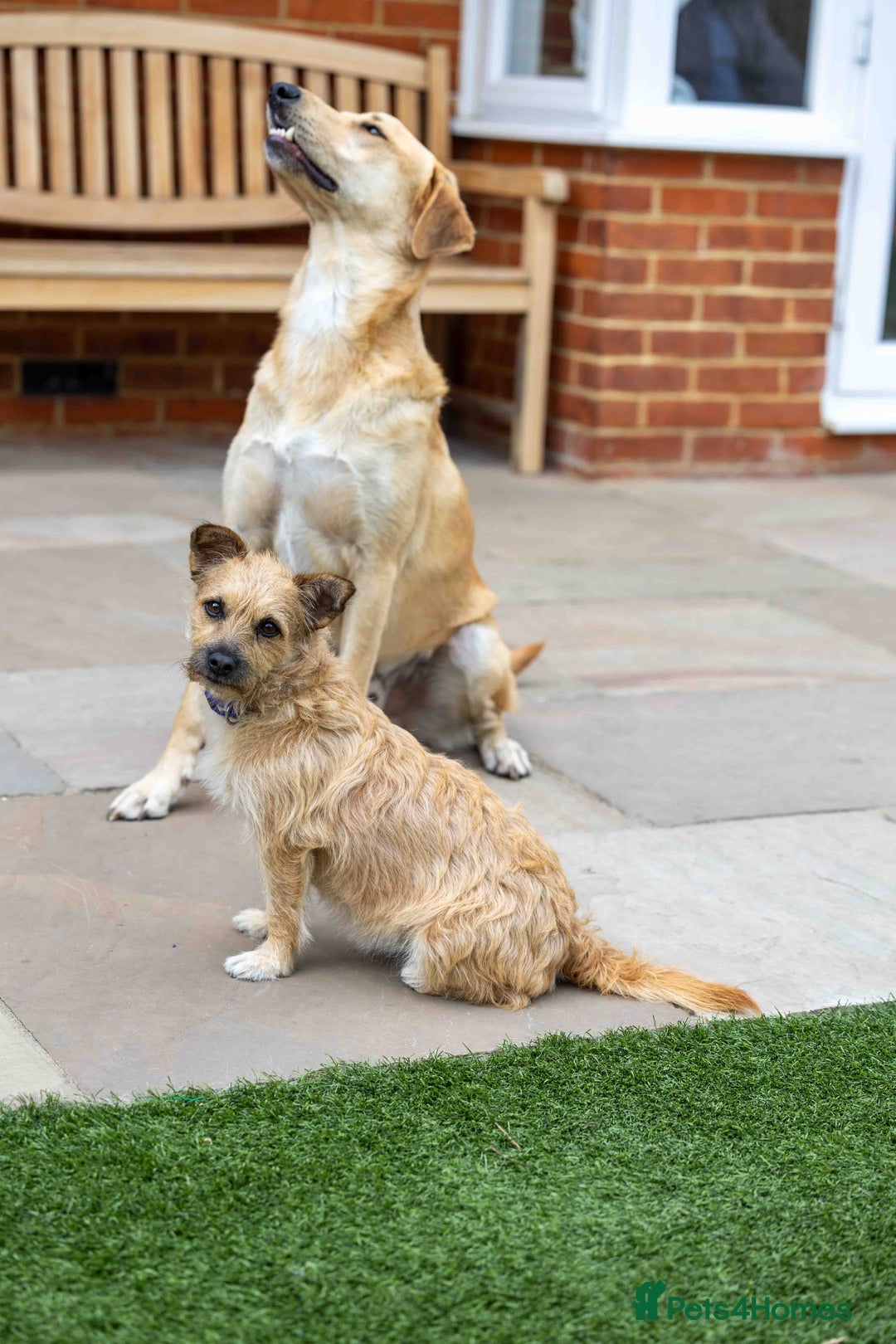 Mixed Breed dogs for adoption: Livvy - Image 5