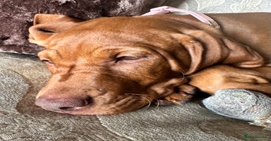 Hungarian Vizsla dogs - Advert 4