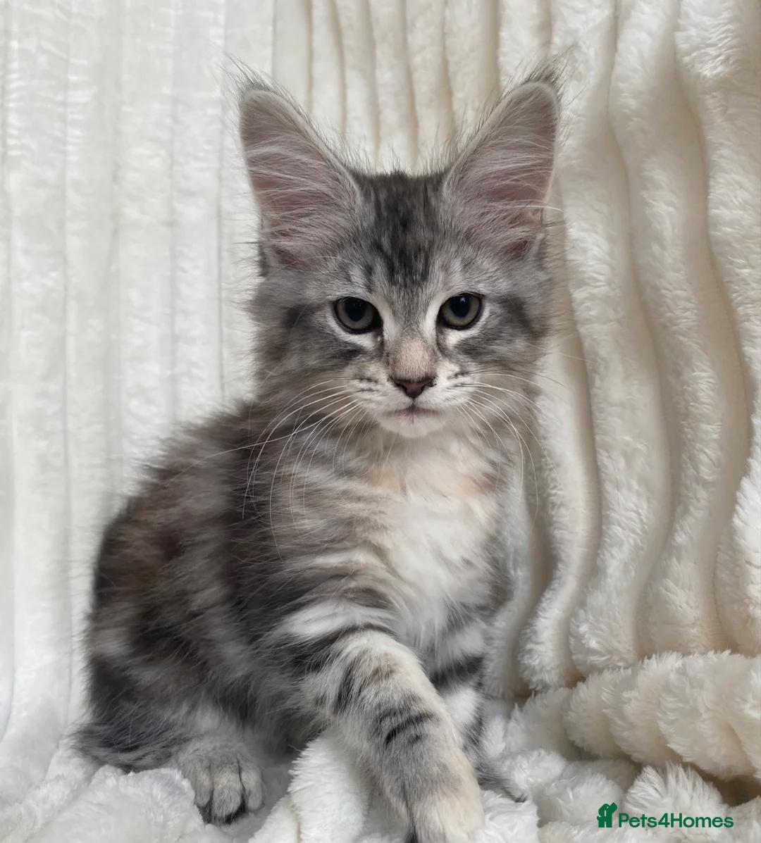 Maine Coon cats for sale: Pure breed XL Maine Coon kitten - Advert 1