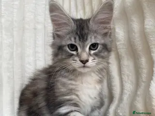 Maine Coon cats Pure breed XL Maine Coon kitten - Advert 1