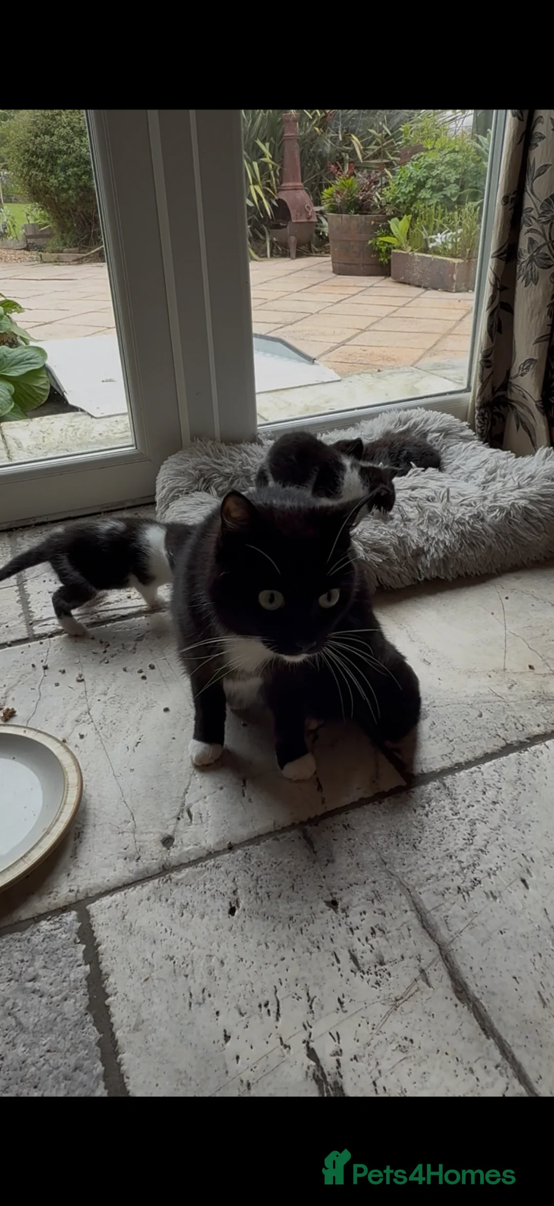 Mixed Breed cats for sale: 3 cute fluffy kittens  in Stranraer - Advert 2