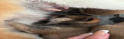 Japanese Shiba Inu dogs for sale: Japanese Shiba Inu puppies  - Advert 2
