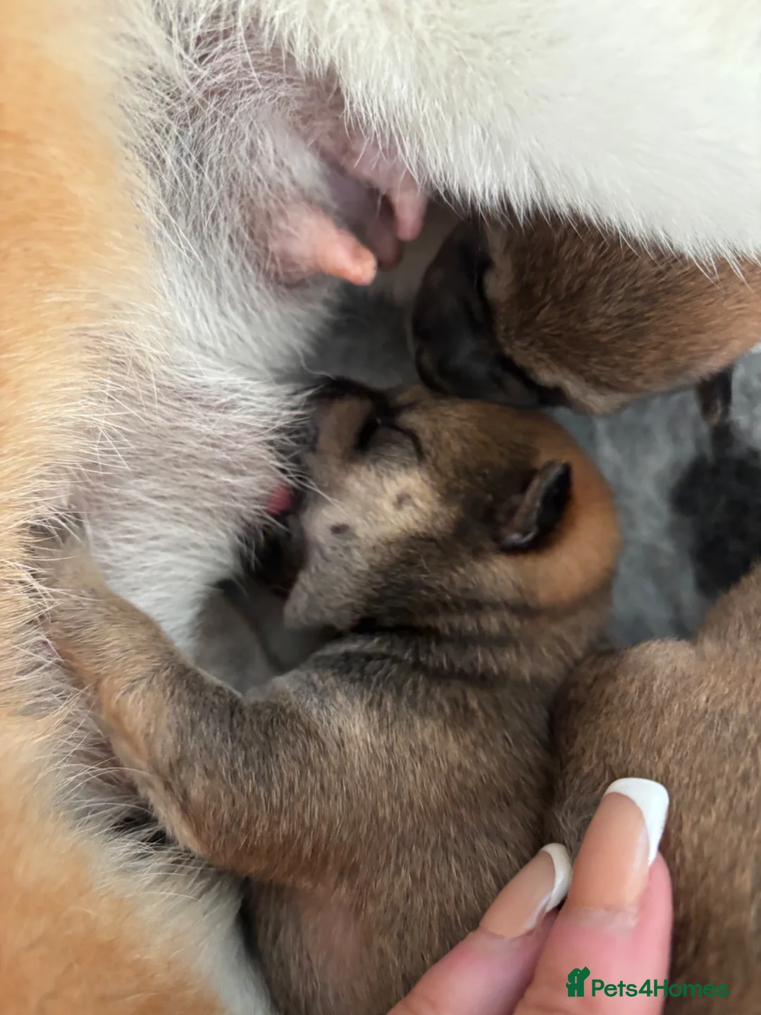 Japanese Shiba Inu dogs for sale: Japanese Shiba Inu puppies  - Advert 2