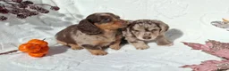 Dachshund dogs for sale: Beautiful long haired miniature daschunds . in Gosport - Advert 13
