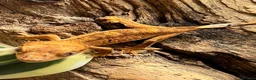 Gecko reptiles for sale: CB25 Crested Geckos | Dalmatian & Lily White  - Advert 13