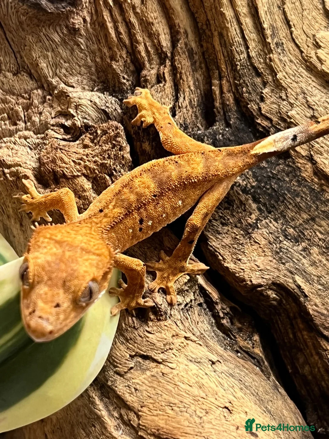 Gecko reptiles for sale: CB25 Crested Geckos | Dalmatian & Lily White  - Advert 13