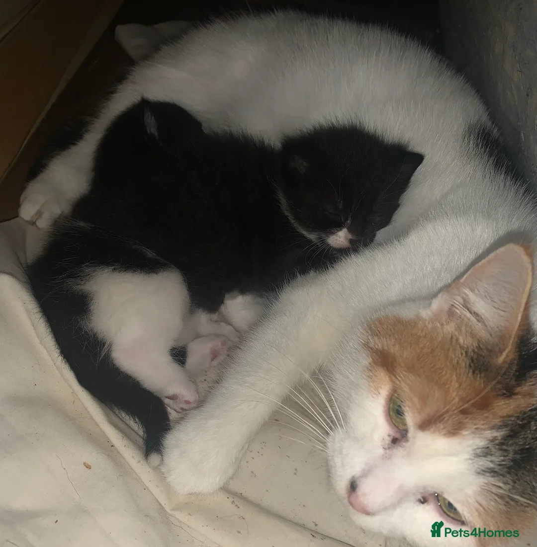 Mixed Breed cats for sale: Friendly and playful kittens ❤️ 🐱 🐾  - Advert 2