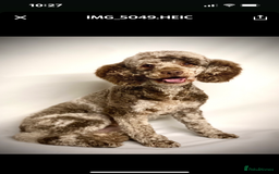 Cockapoo dogs for sale: F1B CHOCOLATE BROWN MERLE FEMALE COCKAPOO - Image 11