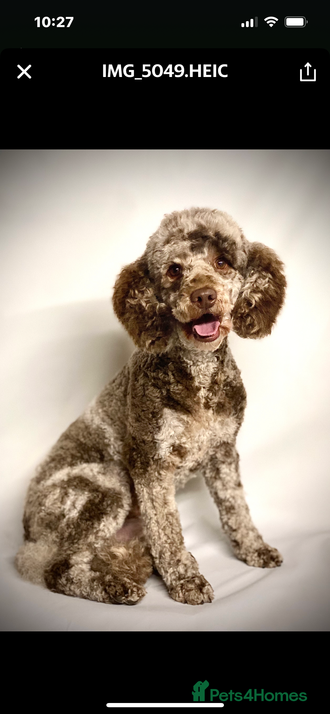 Cockapoo dogs for sale: F1B CHOCOLATE BROWN MERLE FEMALE COCKAPOO - Image 11