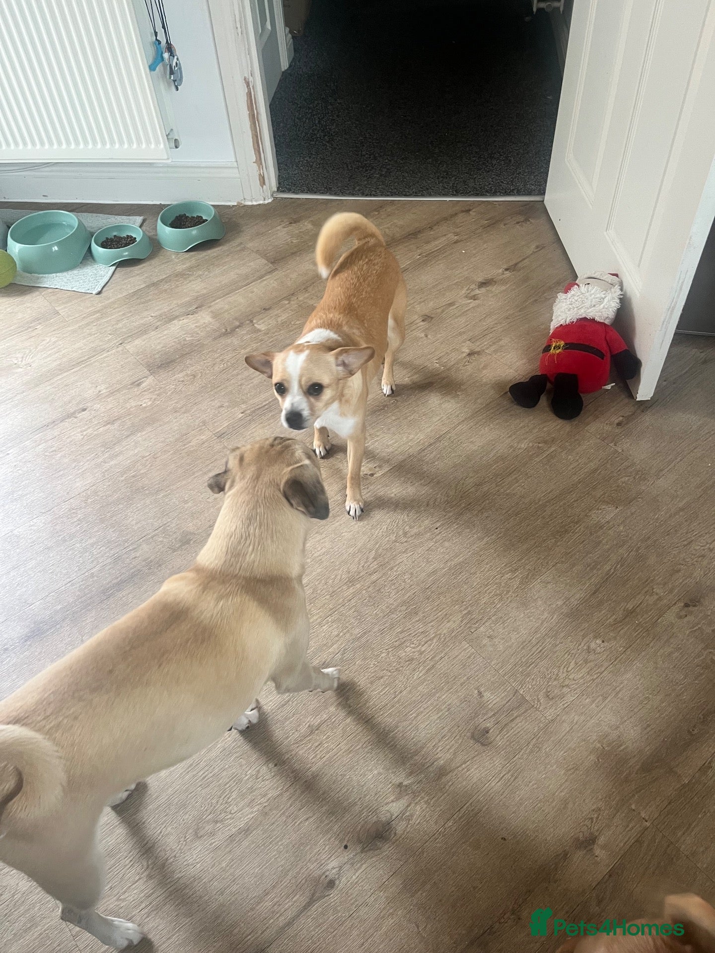 Mixed Breed dogs Pug cross (pixie,Dusty,Roxie) - Advert 8