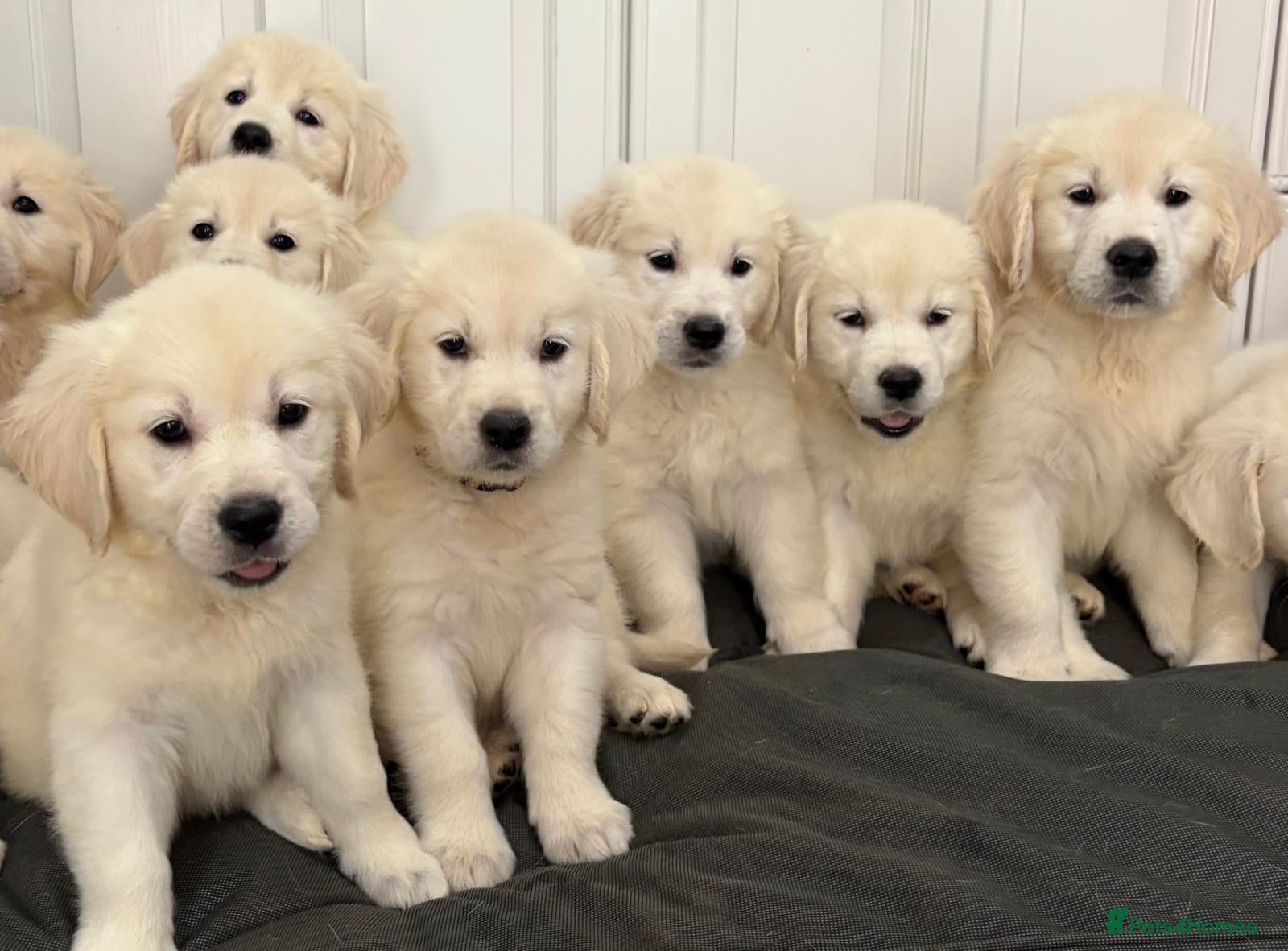 Golden Retriever dogs Lovely, confident playful puppies - Advert 1