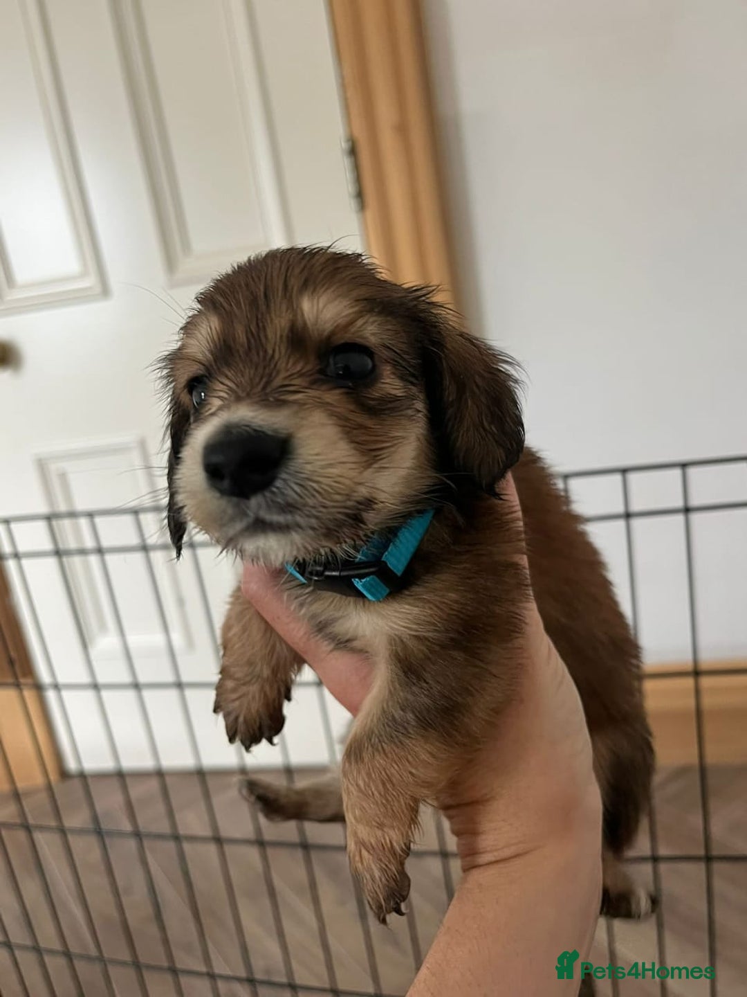 Miniature Dachshund dogs for sale: ADORABLE MINIATURE DACHSHUND PUPPIES - Image 7
