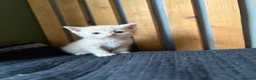 Abyssinian cats for sale: British x Abyssinian Kittens ONLY 2 left !  - Advert 8
