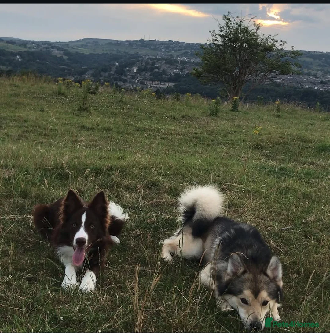 Mixed Breed dogs for sale: Border x Pomskys  - Advert 7